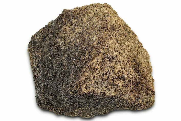 Fossil Tyrannosaur (T rex) Bone Section - Wyoming #328700